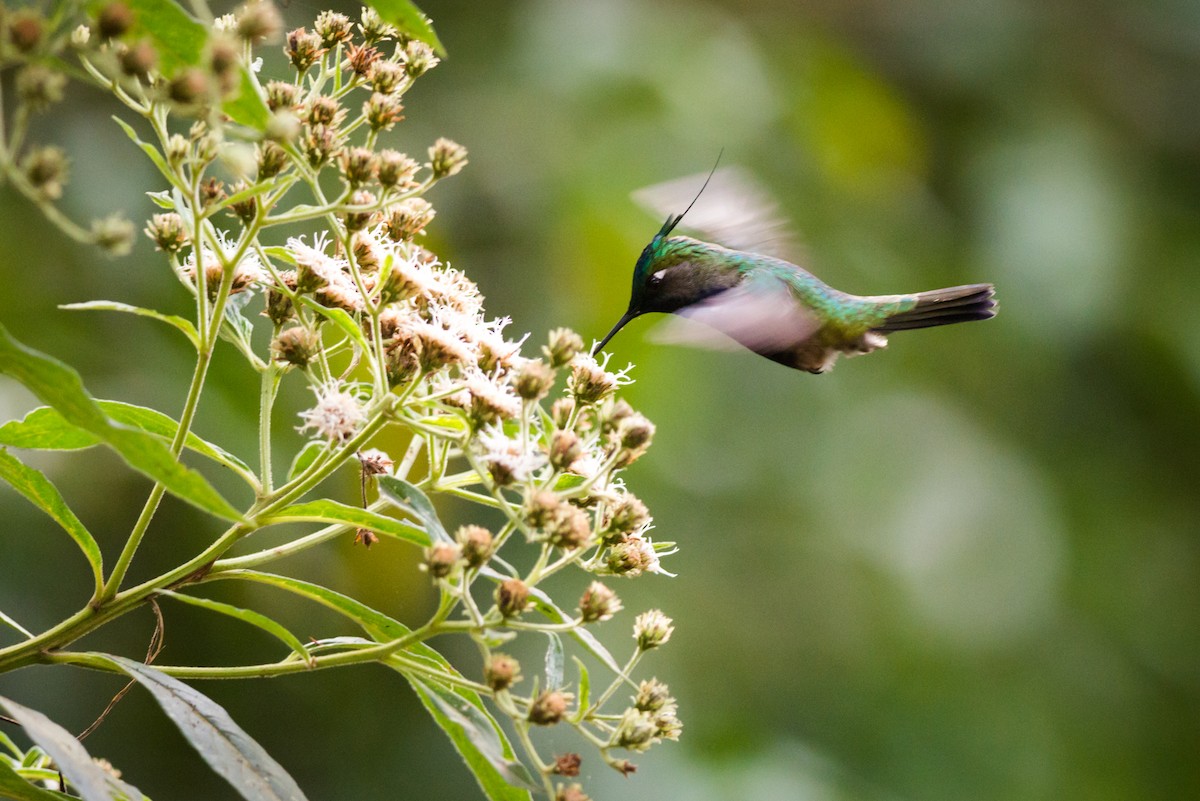 Colibri de Delalande - ML125547681