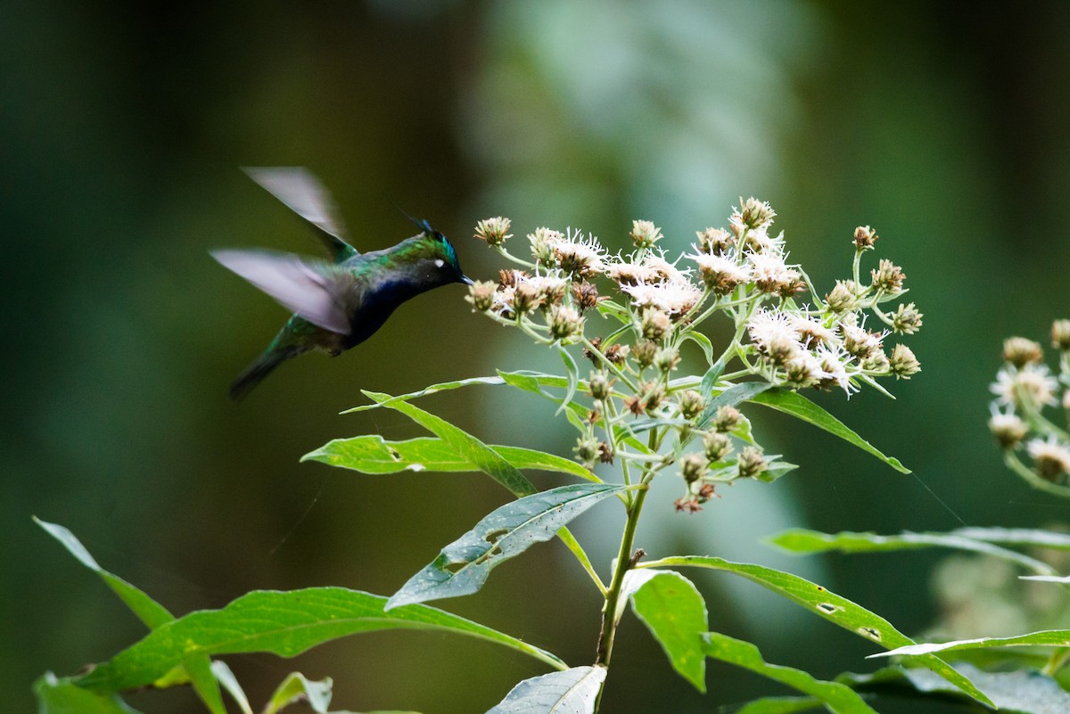 Colibrí Copetón Norteño - ML125547741