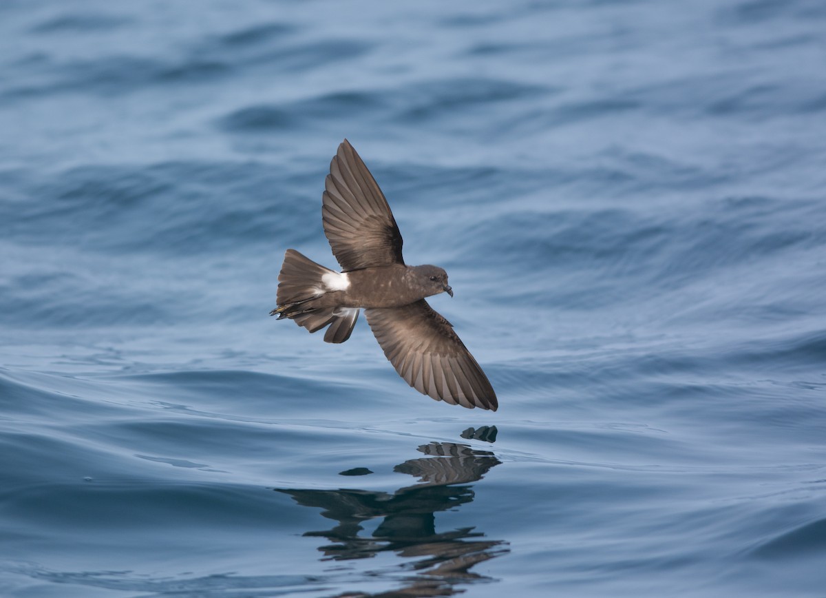 Wilson's Storm-Petrel - ML125547831