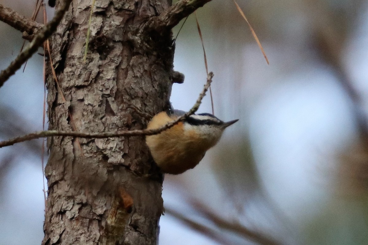 Red-breasted Nuthatch - ML125548411