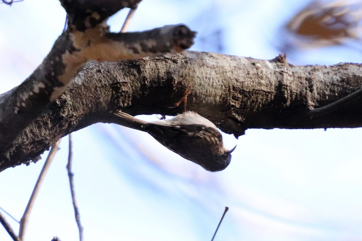 Brown Creeper - ML125548491