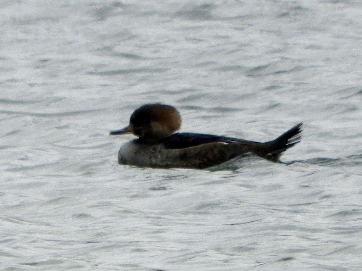 Hooded Merganser - Donna Benson