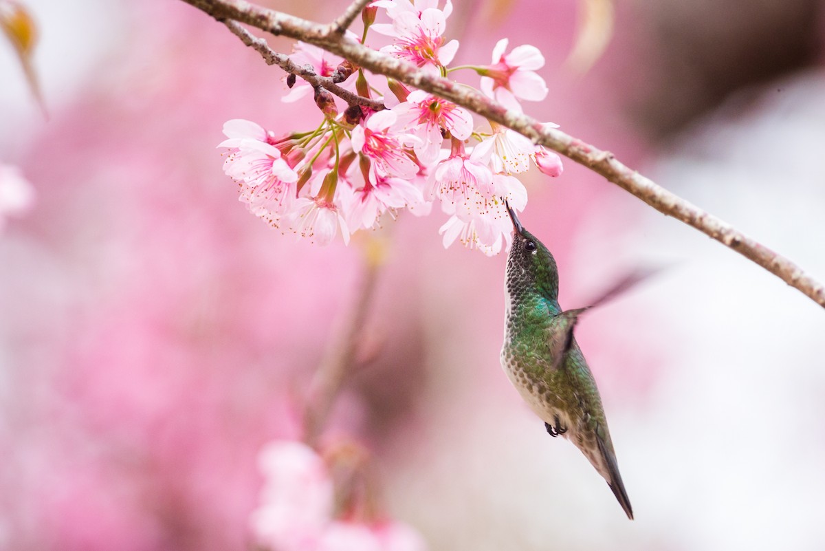 tupikolibri - ML125548581