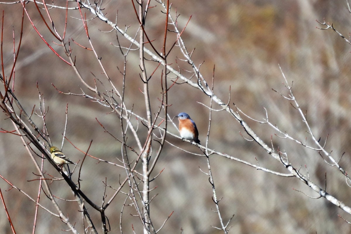 Eastern Bluebird - ML125548701