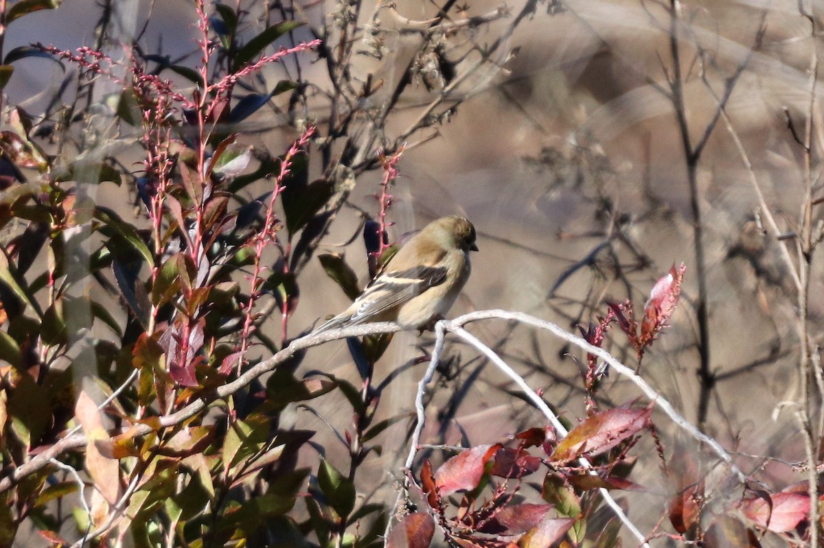 American Goldfinch - ML125548821