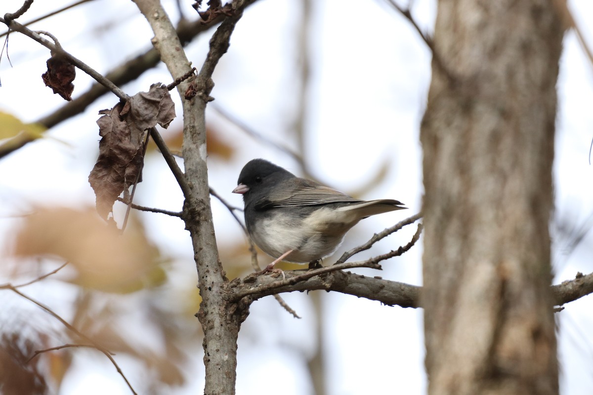 Dark-eyed Junco (Slate-colored) - ML125549001