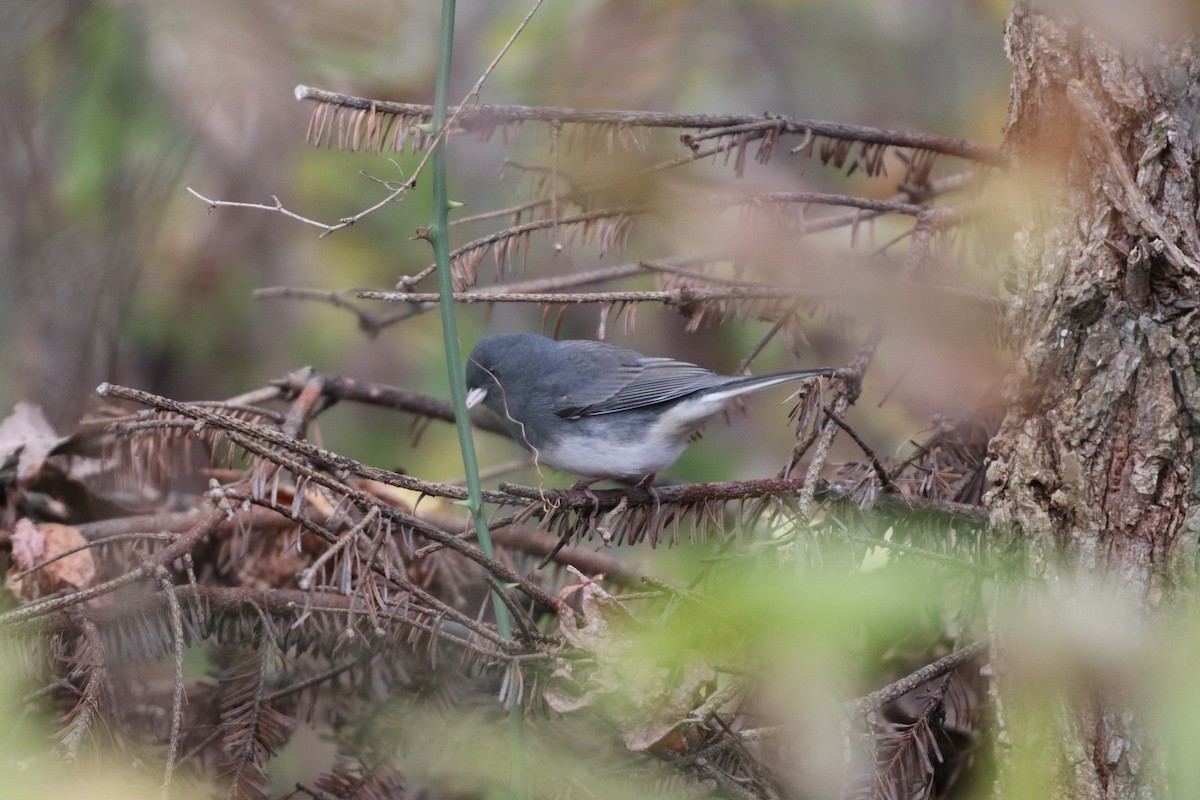 Dark-eyed Junco (Slate-colored) - ML125549011