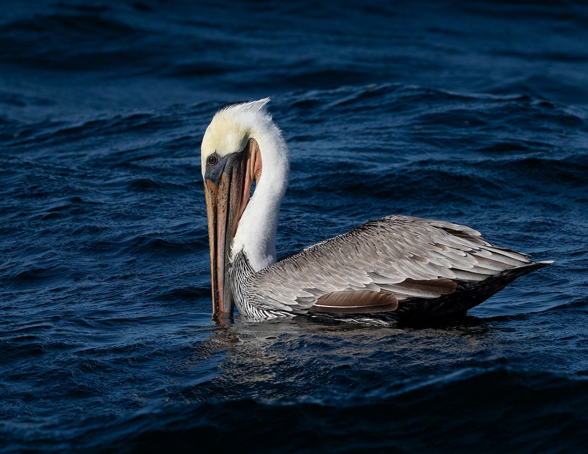 pelikán hnědý - ML125549161