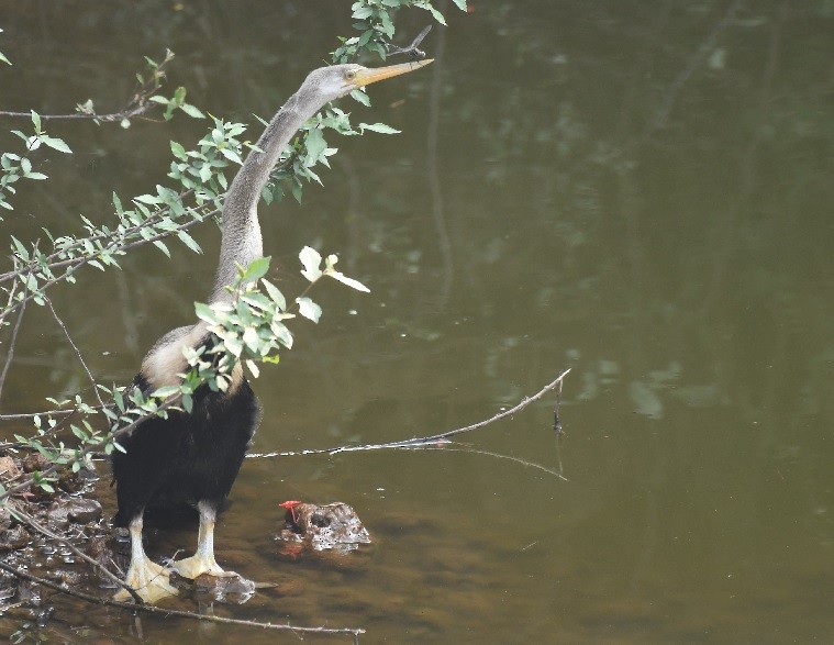 Orient-Schlangenhalsvogel - ML125549351