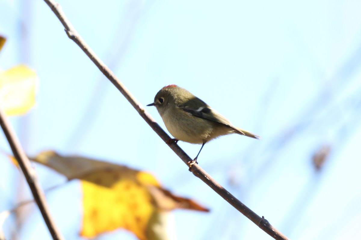 Ruby-crowned Kinglet - ML125549531