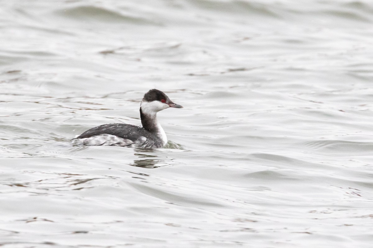 Horned Grebe - ML125549631