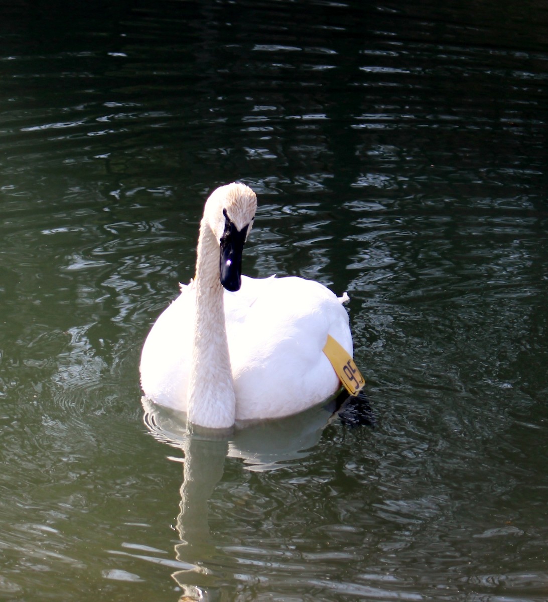 Trumpeter Swan - ML125549791