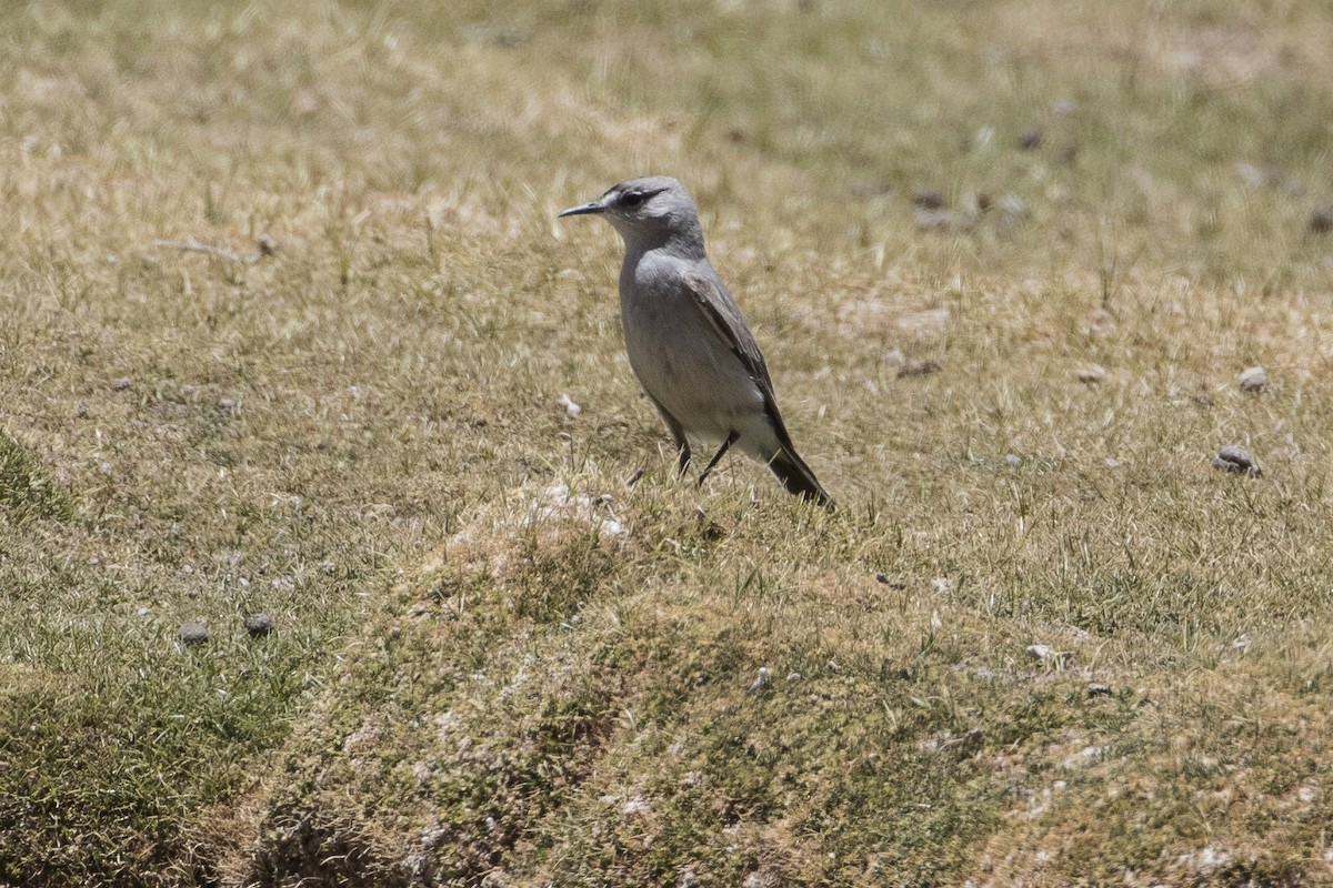 Black-fronted Ground-Tyrant - ML125550041