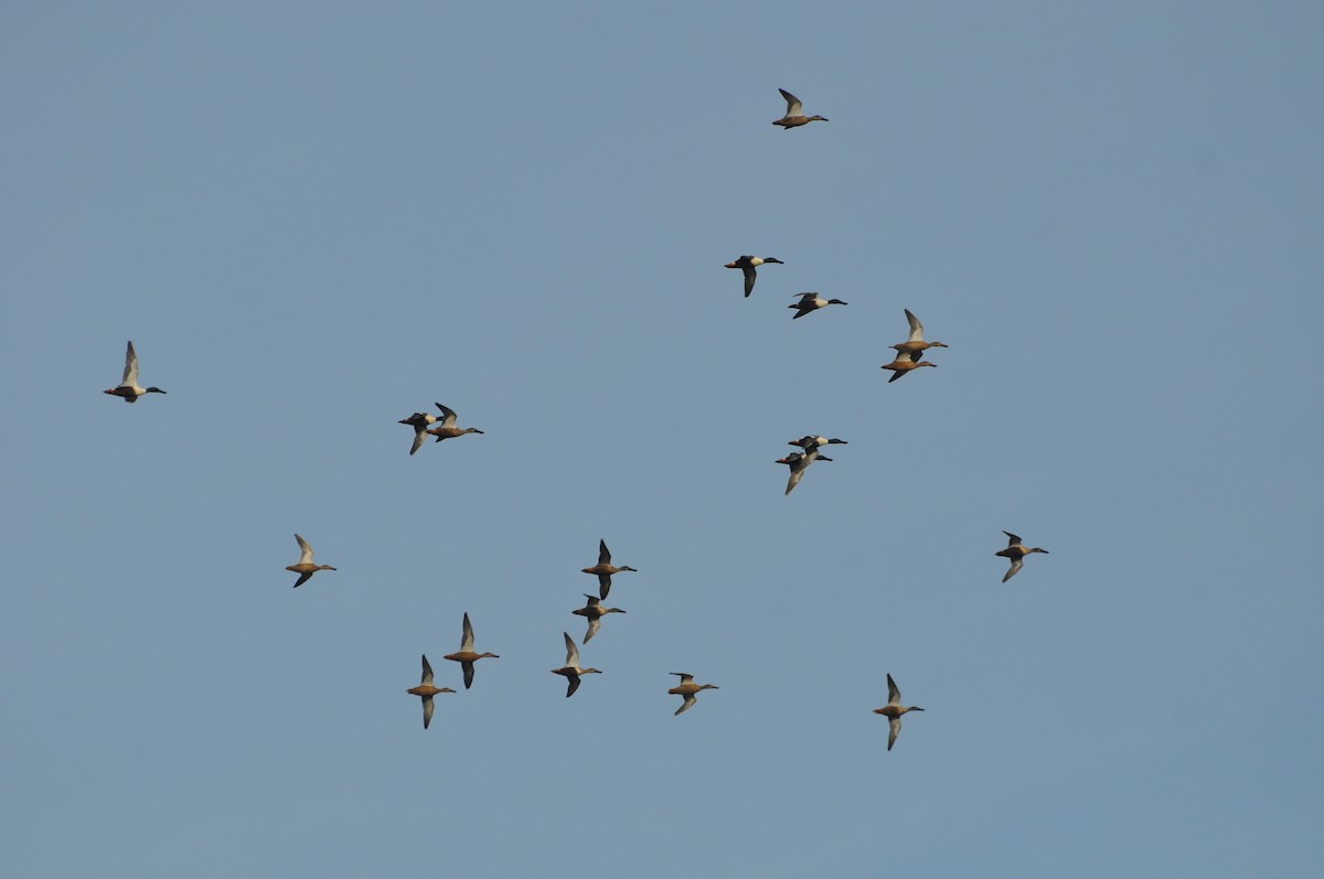 Northern Shoveler - ML125551831