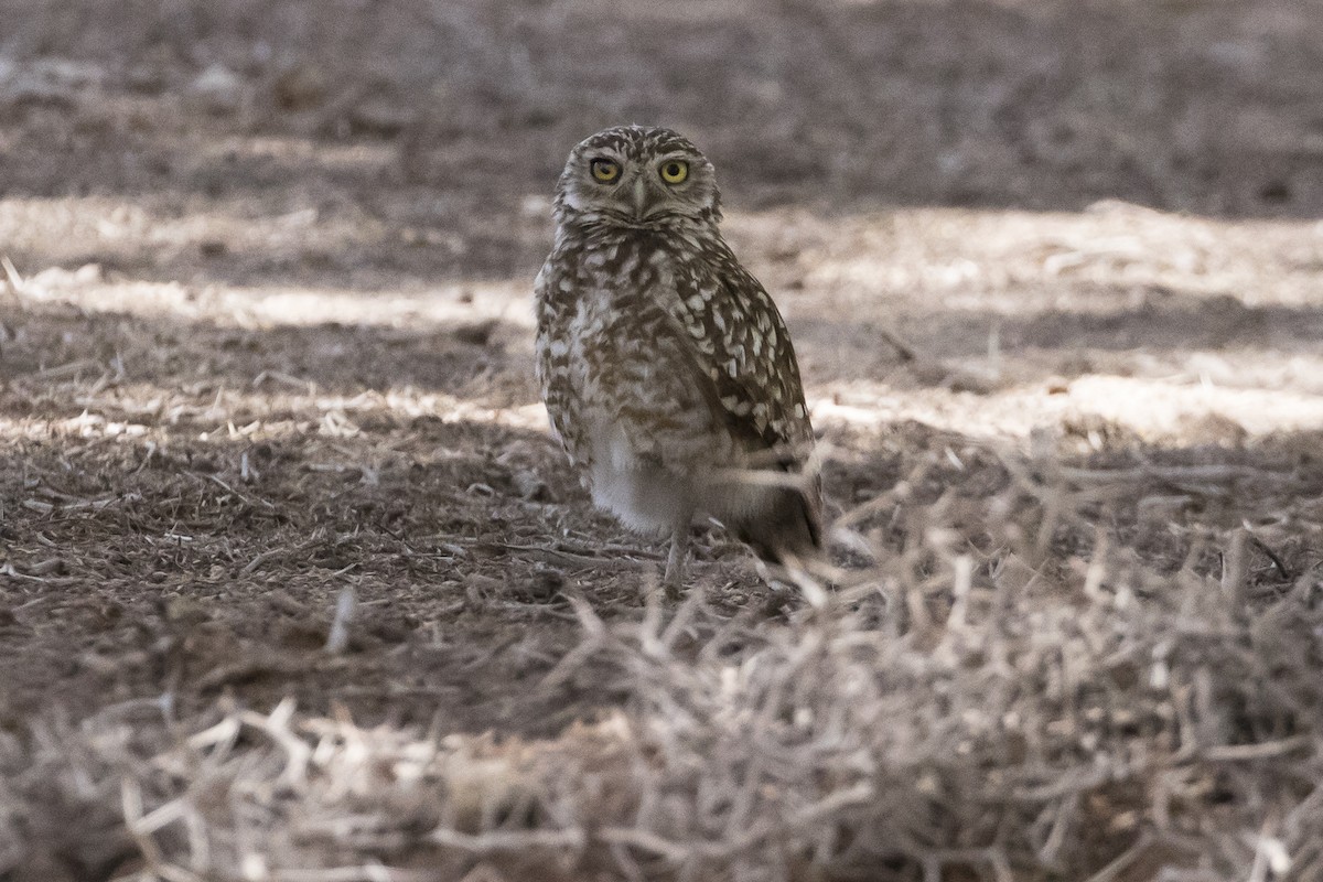 Burrowing Owl - Robert Lockett