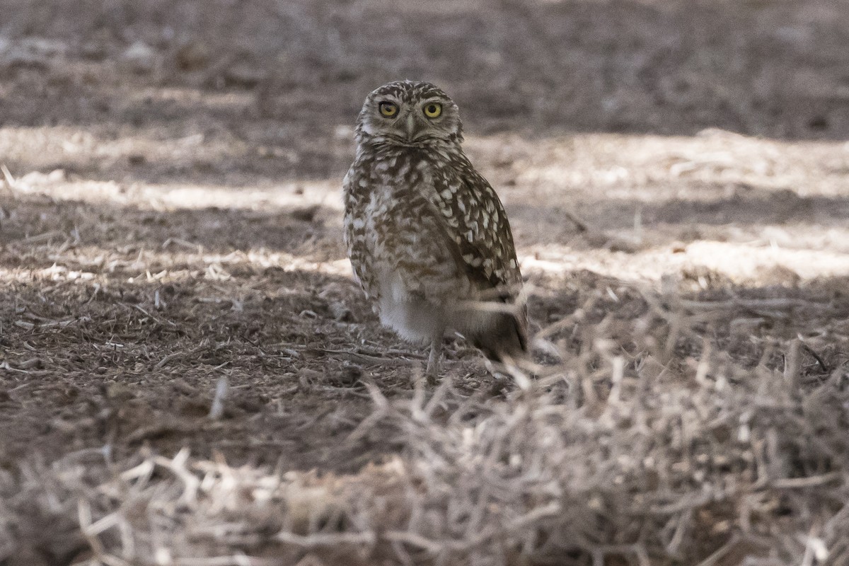 Burrowing Owl - ML125552531