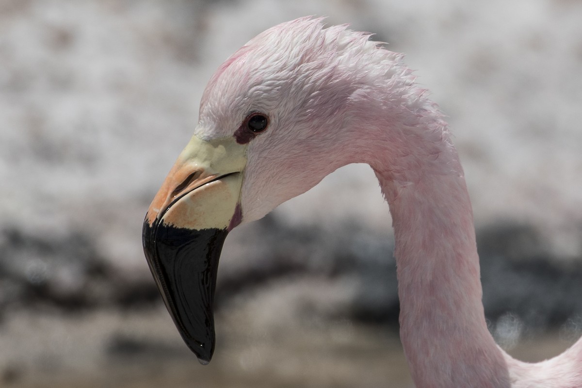 And Flamingosu - ML125552681