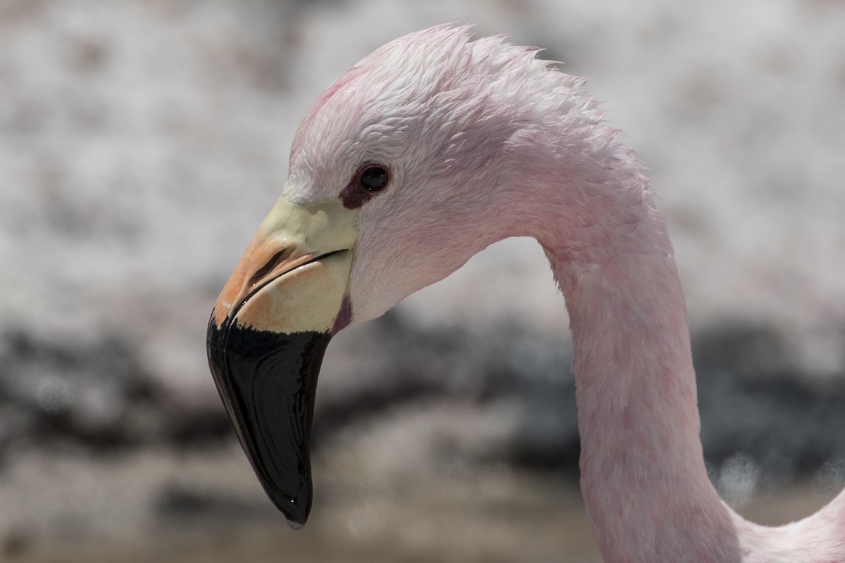 Andenflamingo - ML125552681