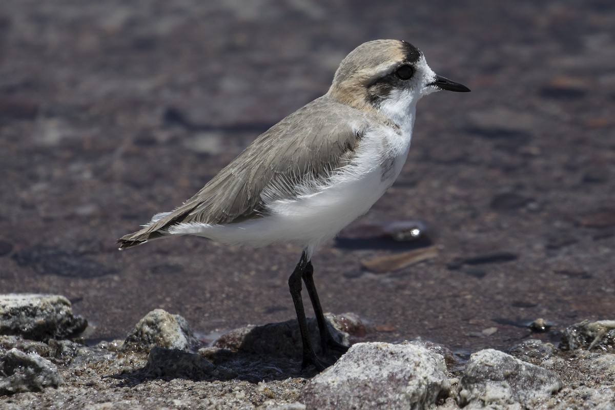 Puna Plover - ML125552771