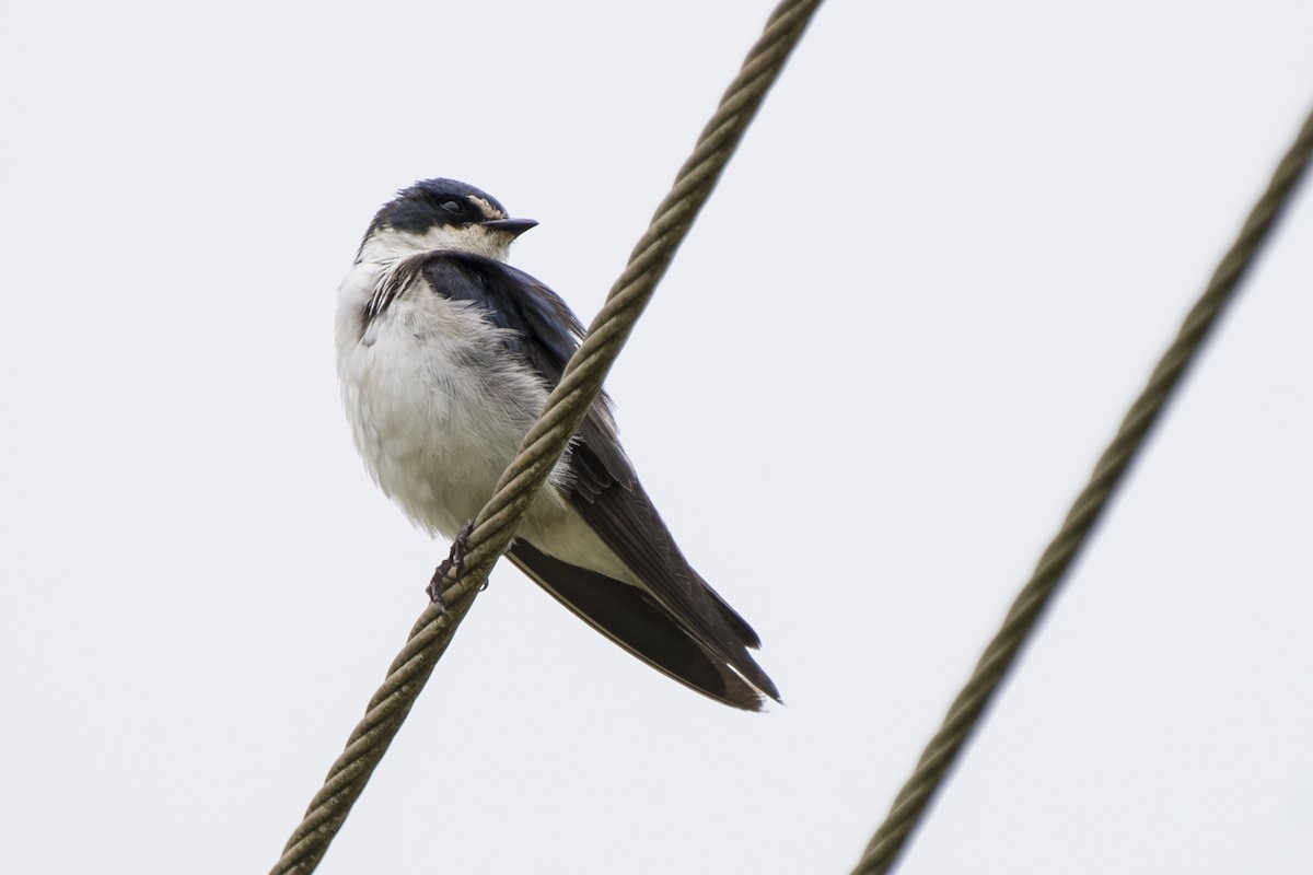 Golondrina Cejiblanca - ML125553991