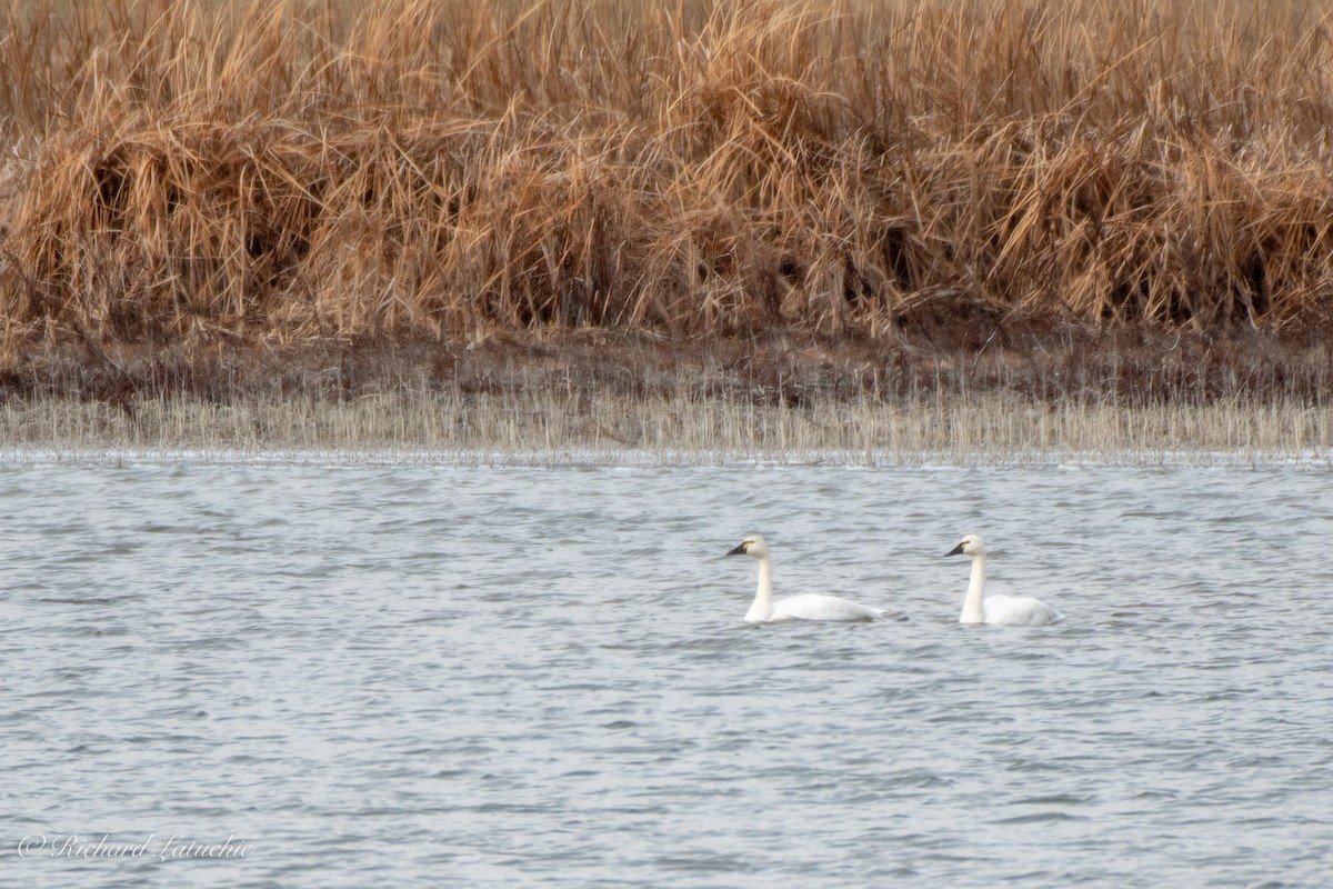 Cygne siffleur - ML125554071