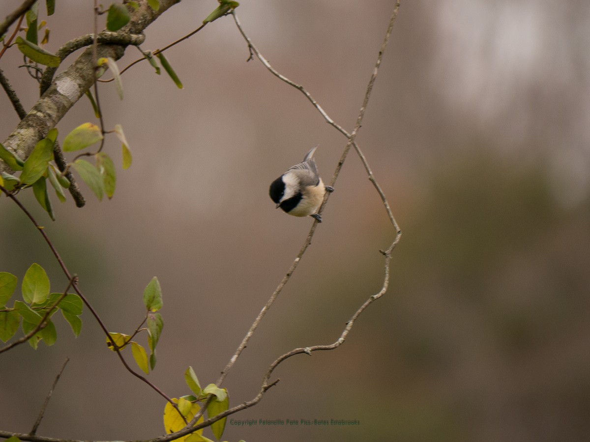 Carolina Chickadee - ML125554381