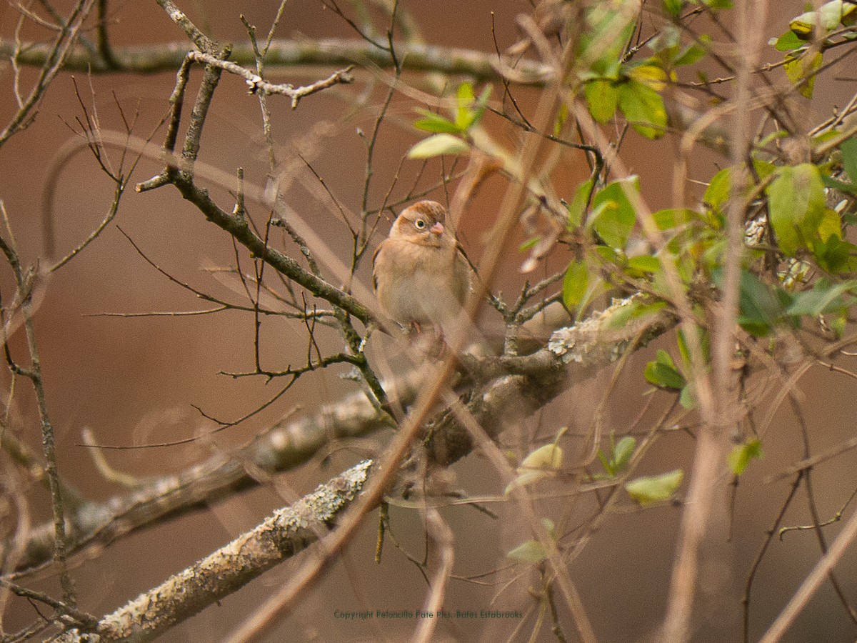 Field Sparrow - ML125554481
