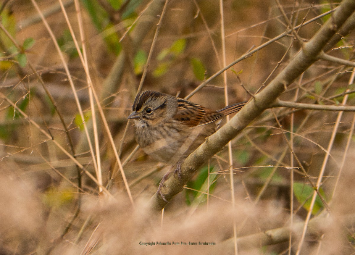 Swamp Sparrow - ML125554581