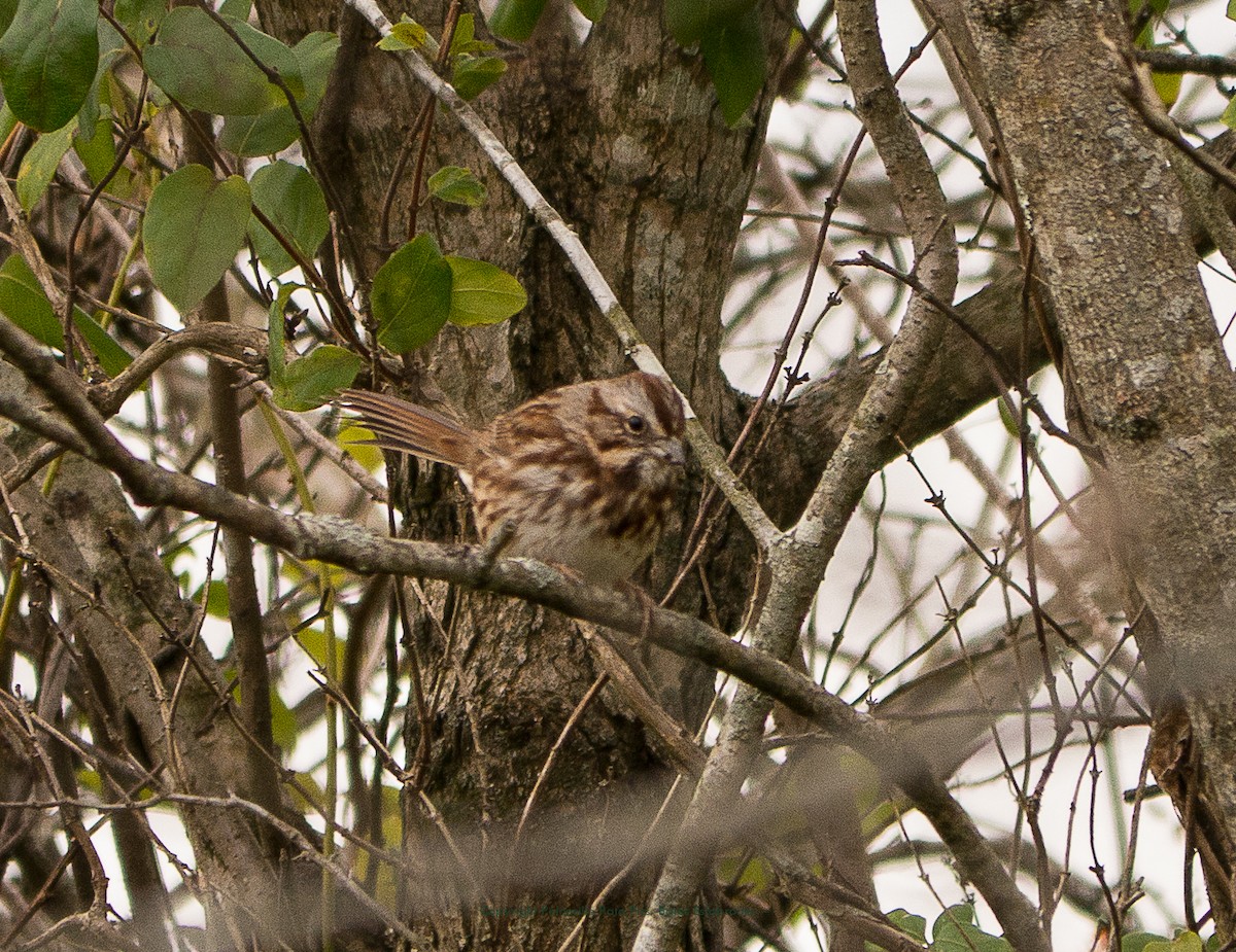 Song Sparrow - ML125554661