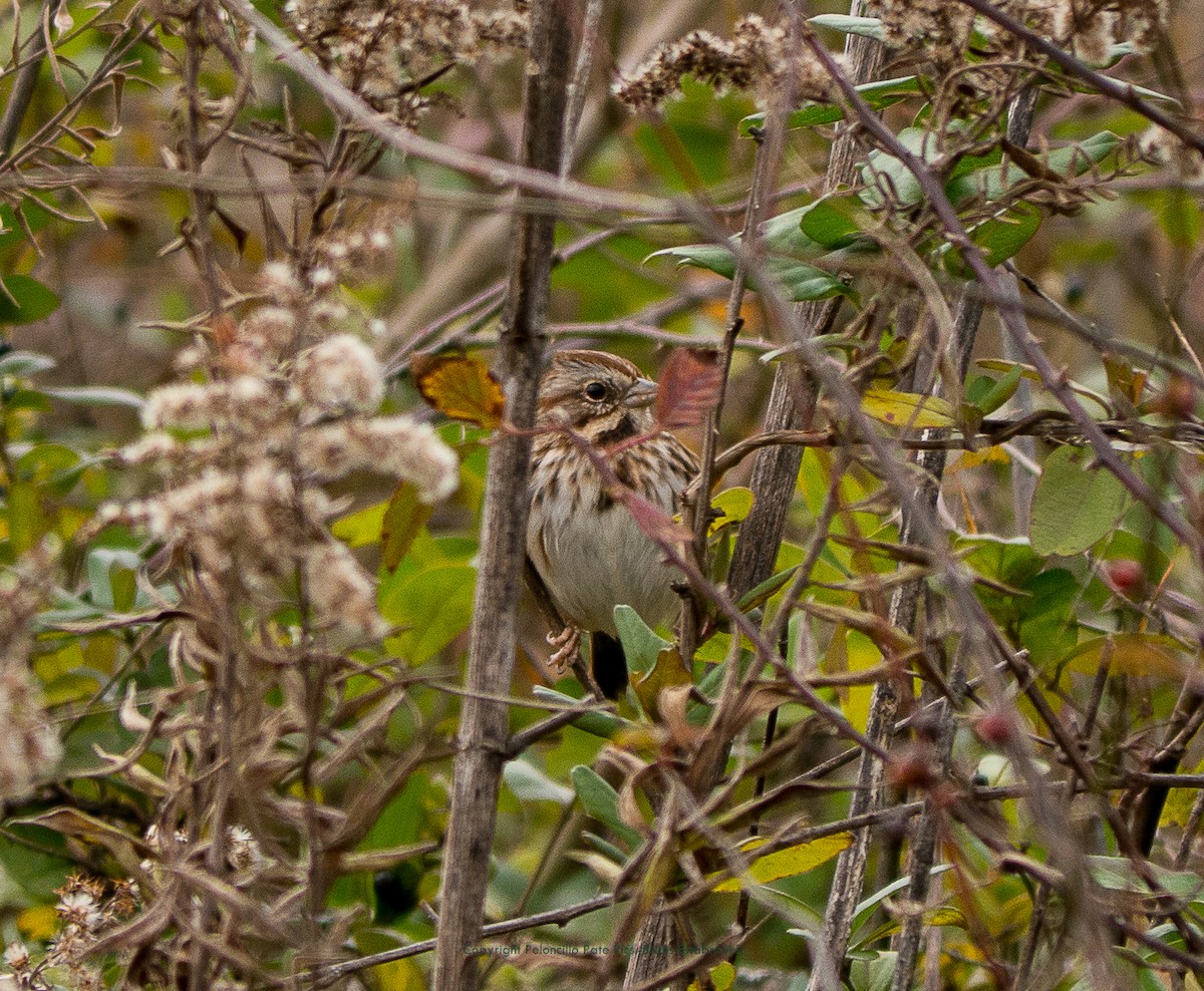 Song Sparrow - ML125554671
