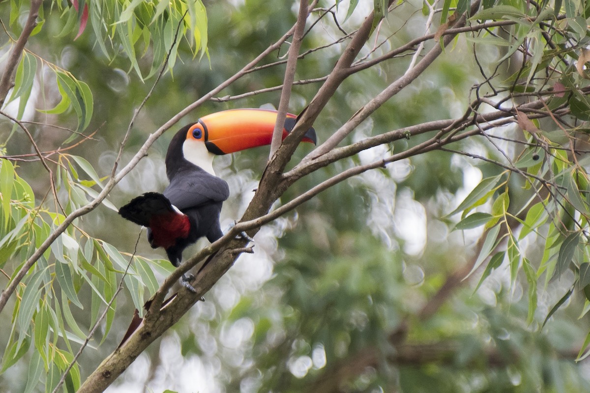 Toco Toucan - Luiz Carlos Ramassotti