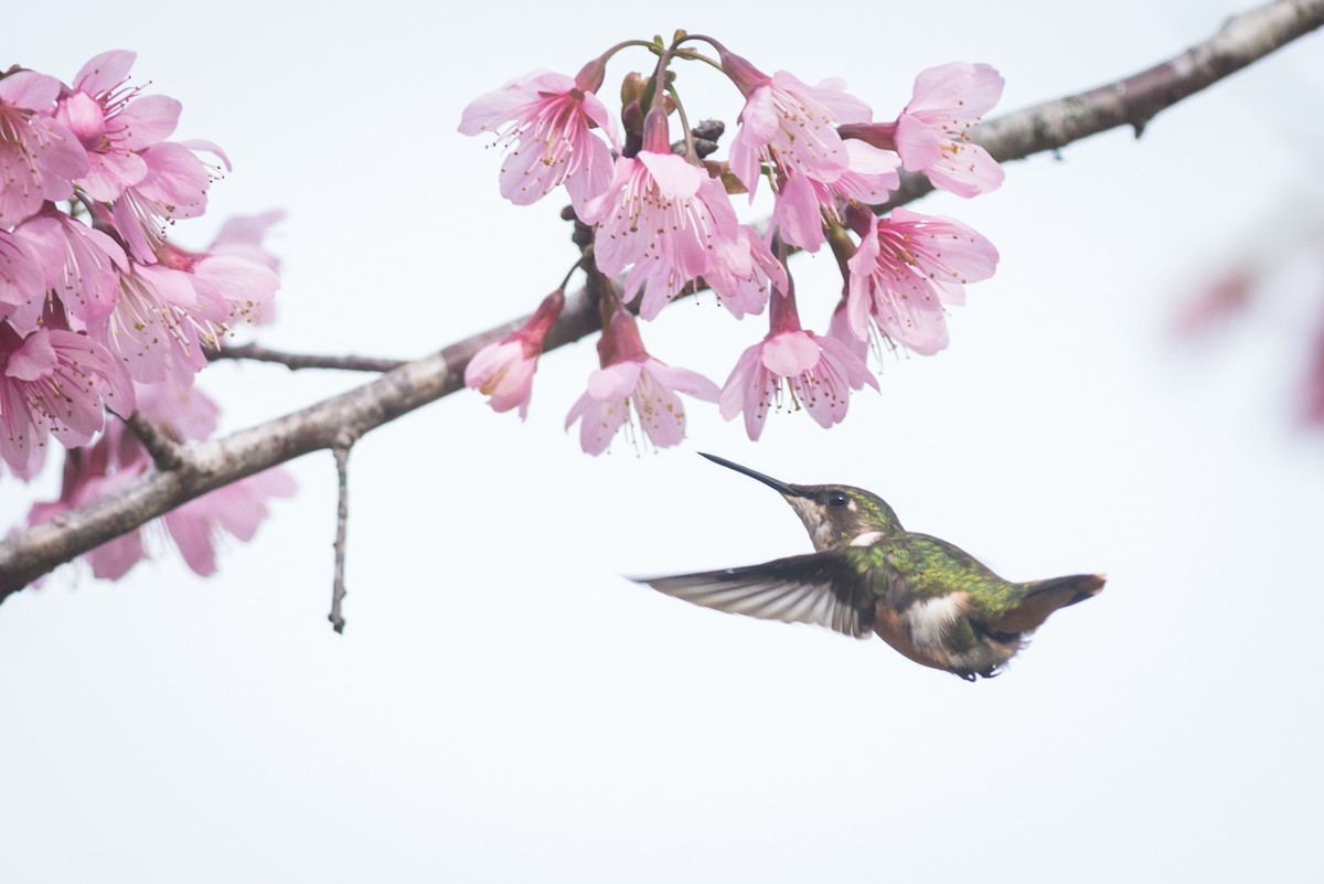 Colibri améthyste - ML125555421