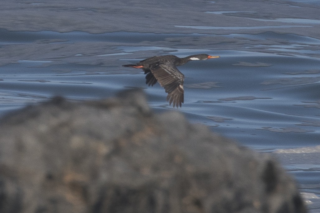 Red-legged Cormorant - ML125555581