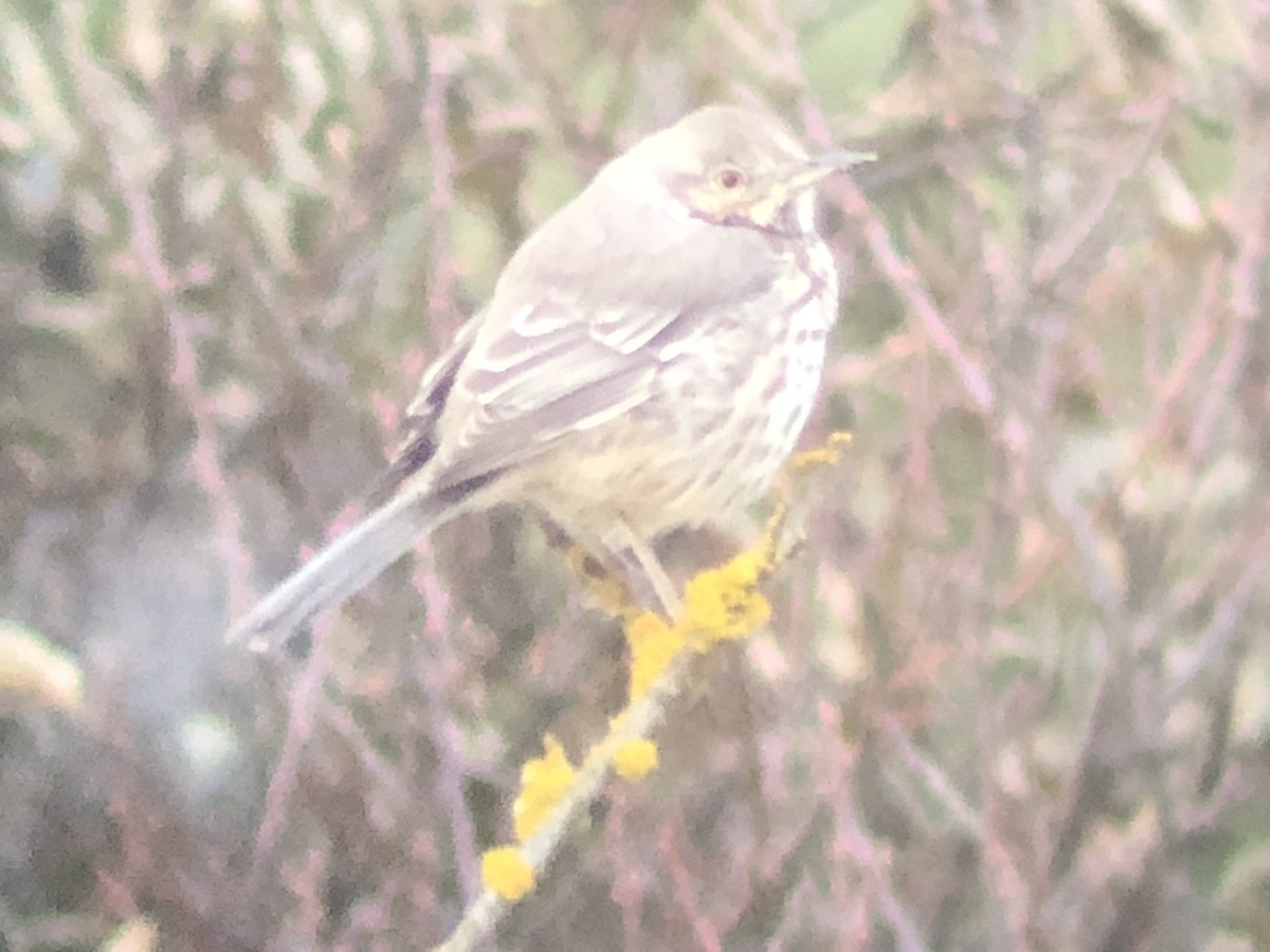 Sage Thrasher - ML125555691