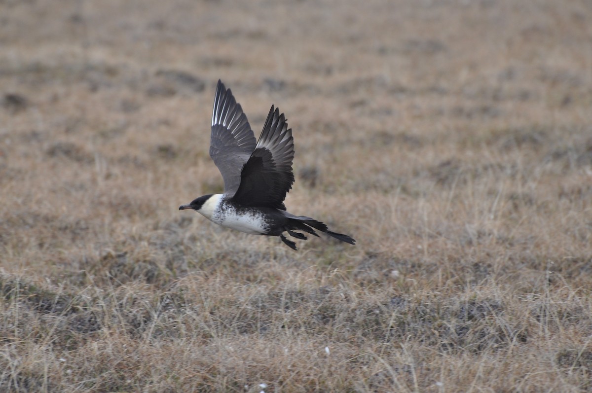 Pomarine Jaeger - ML125556001