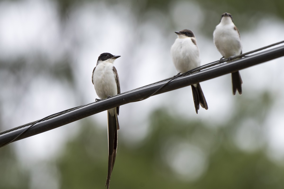 Fork-tailed Flycatcher - ML125556091