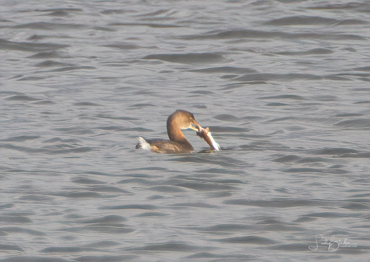 Pied-billed Grebe - ML125556571