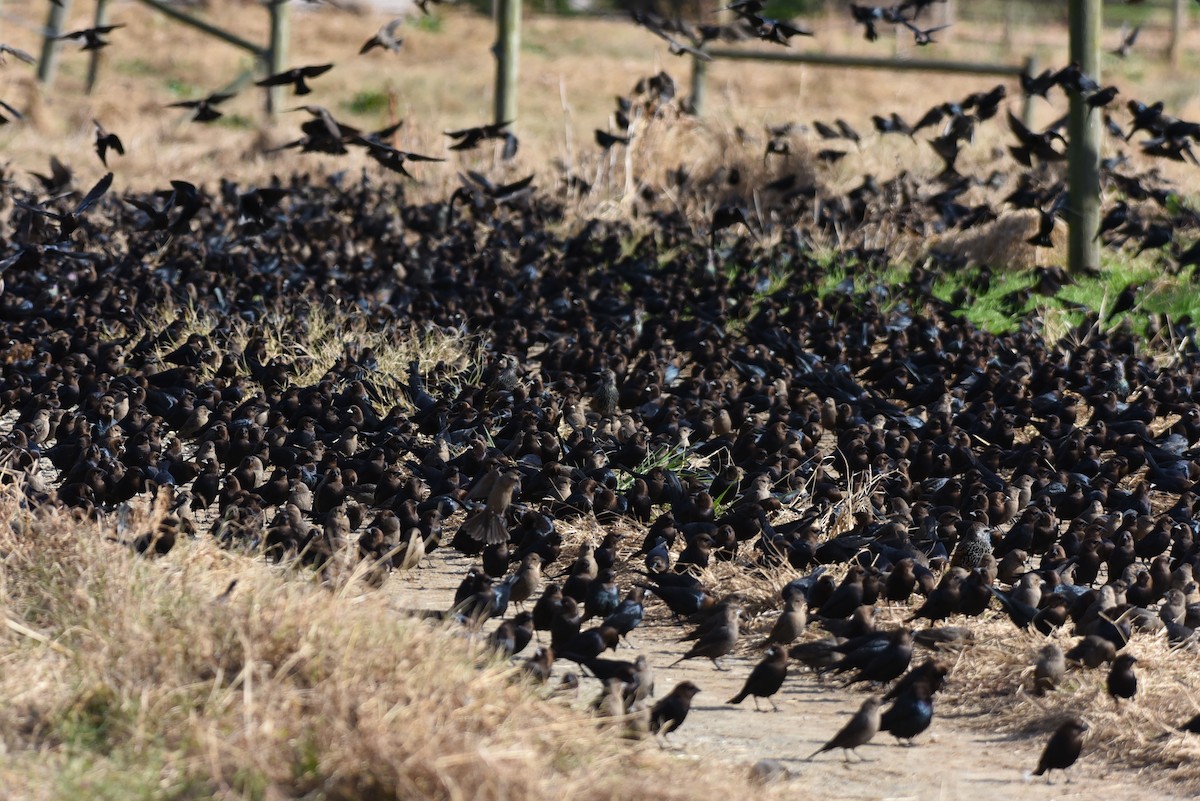 Brown-headed Cowbird - ML125558491
