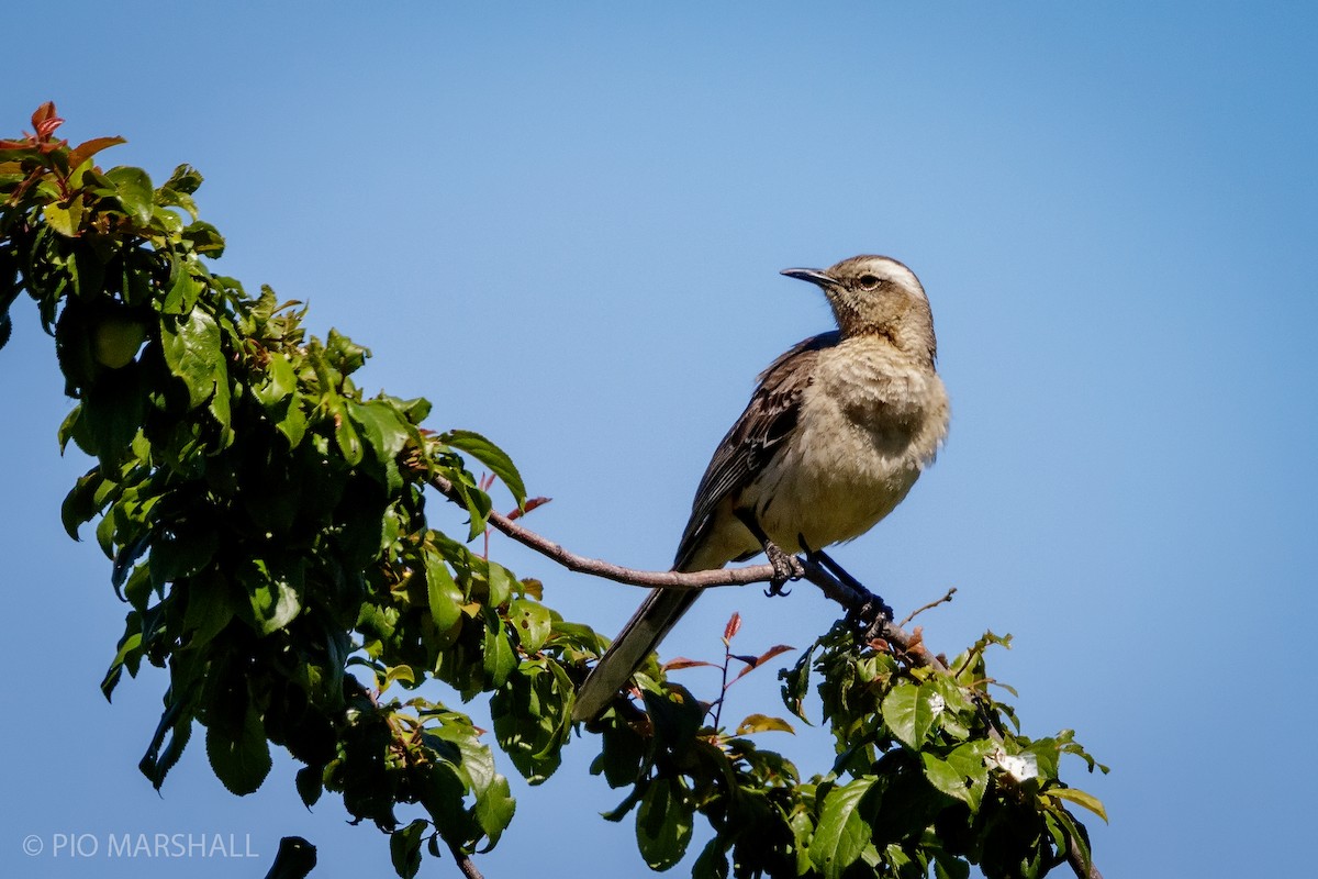 Chilean Mockingbird - ML125559071