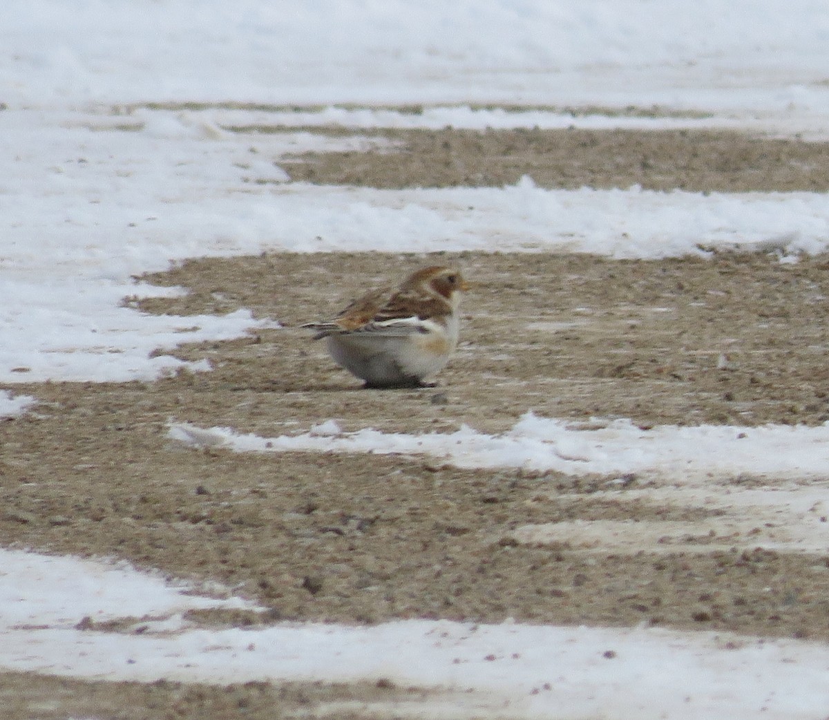 Snow Bunting - ML125559871