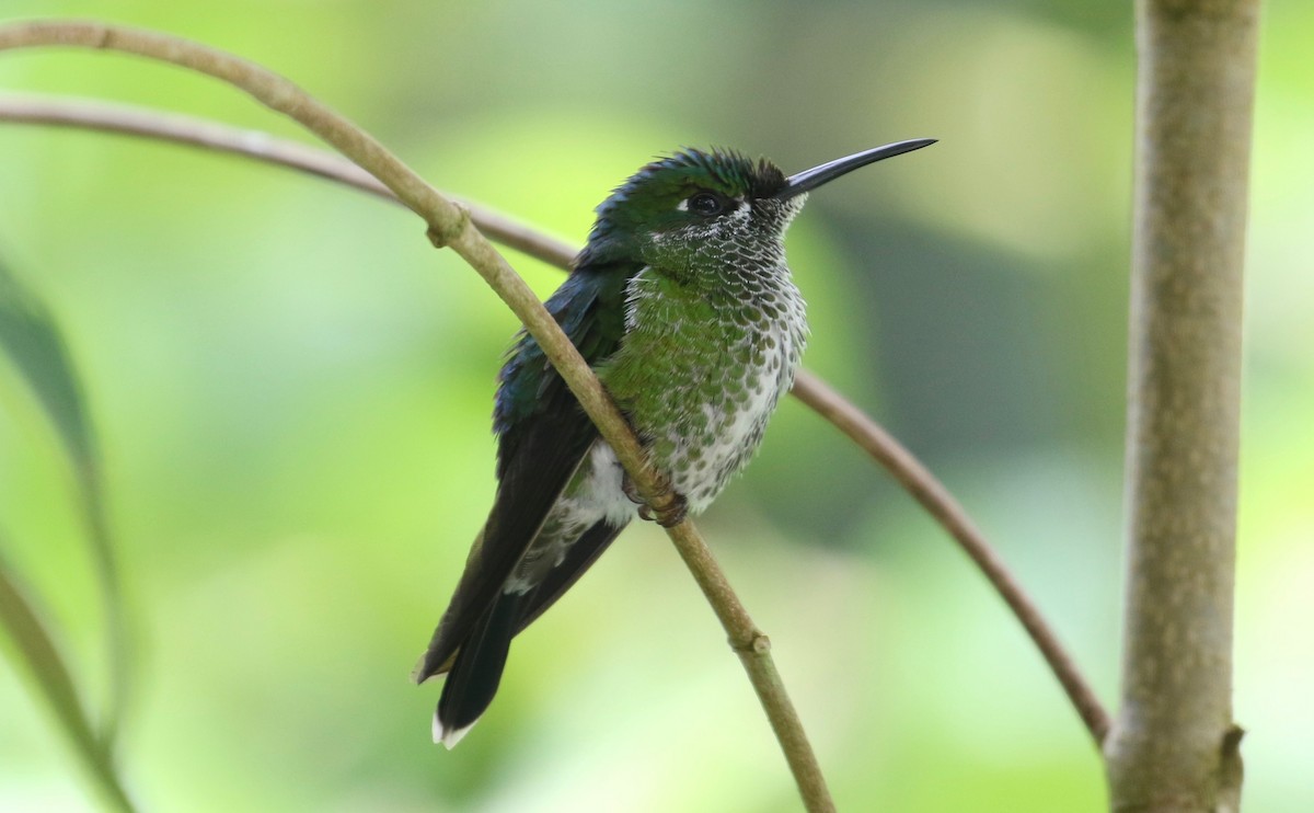 Green-crowned Brilliant - Laurens Halsey