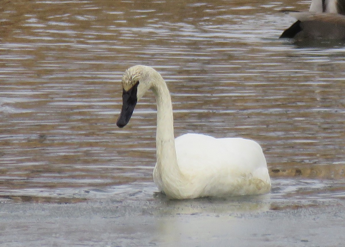 Cygne trompette - ML125561571