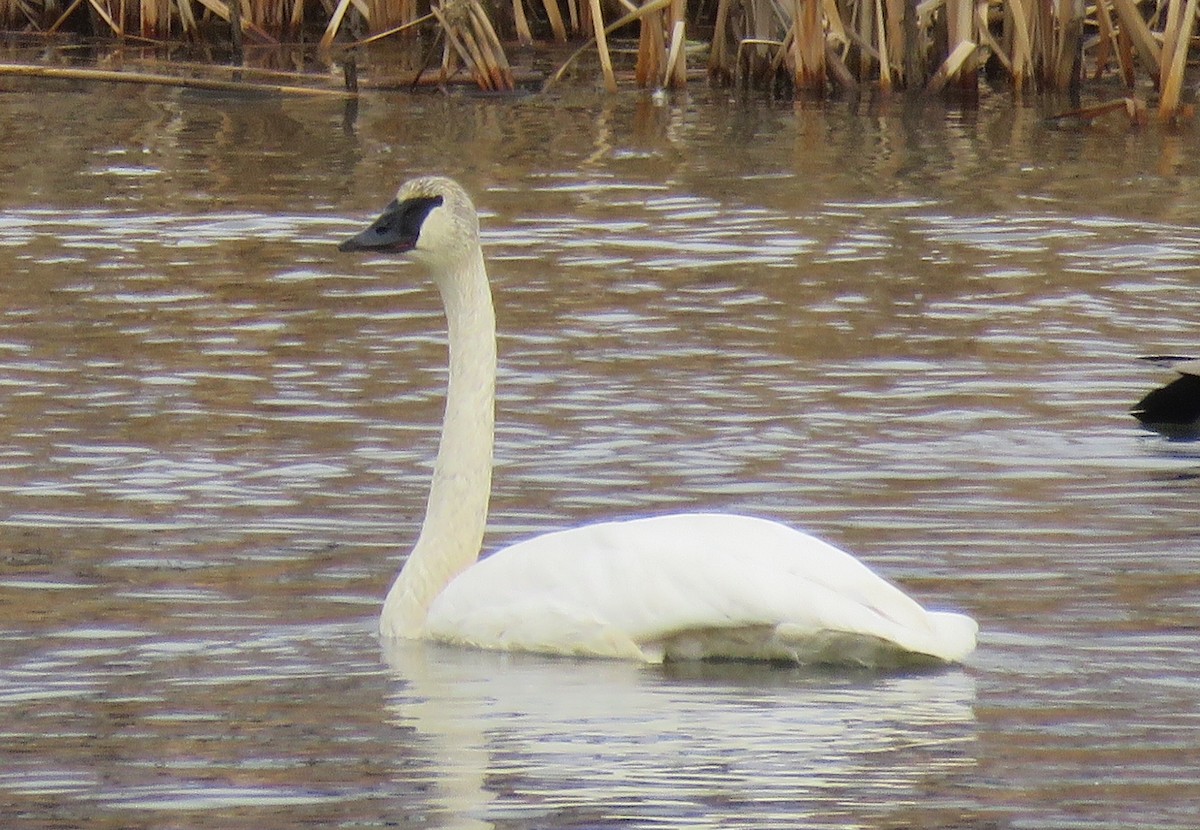 Cygne trompette - ML125561581