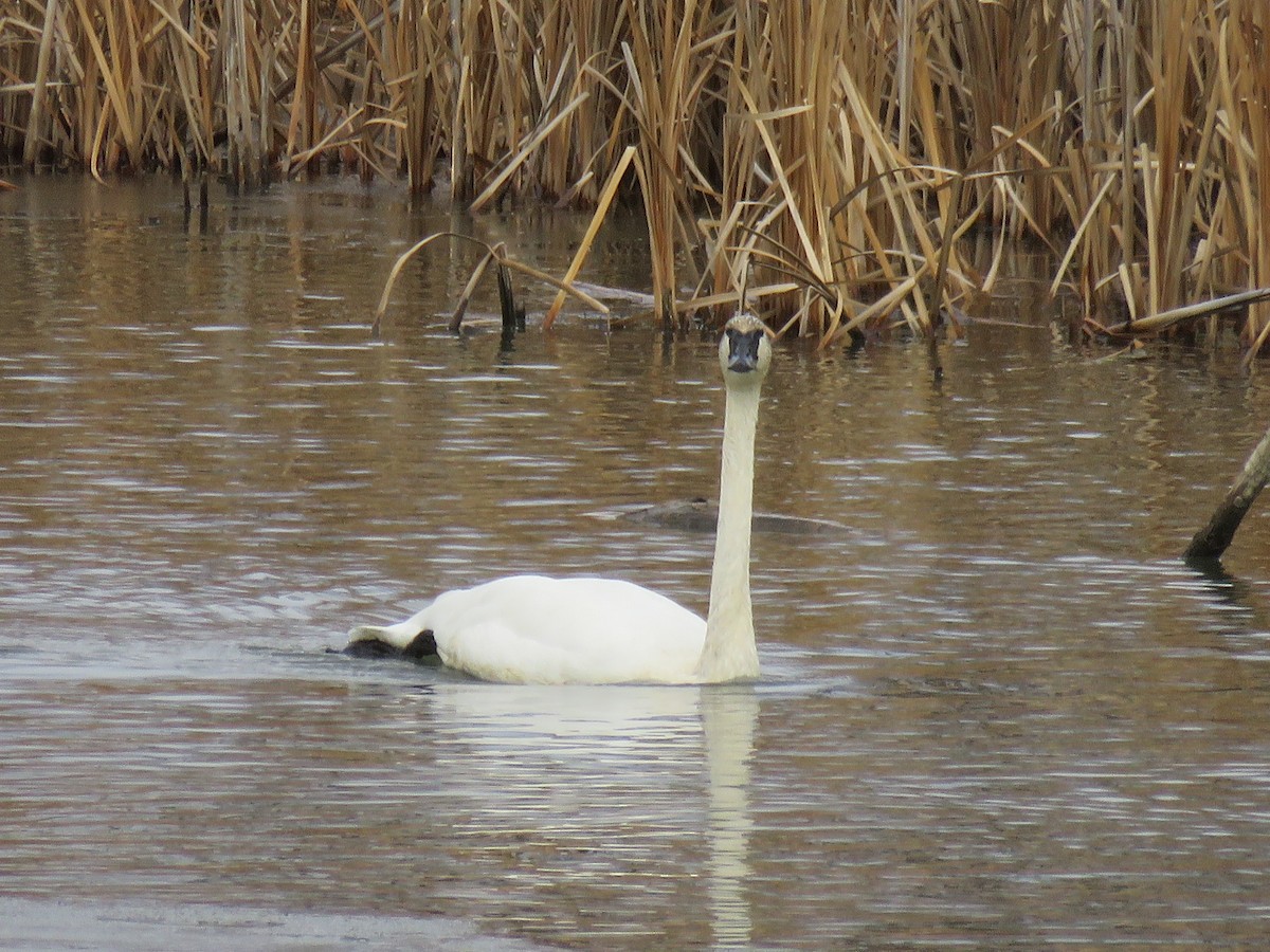 Cygne trompette - ML125561611