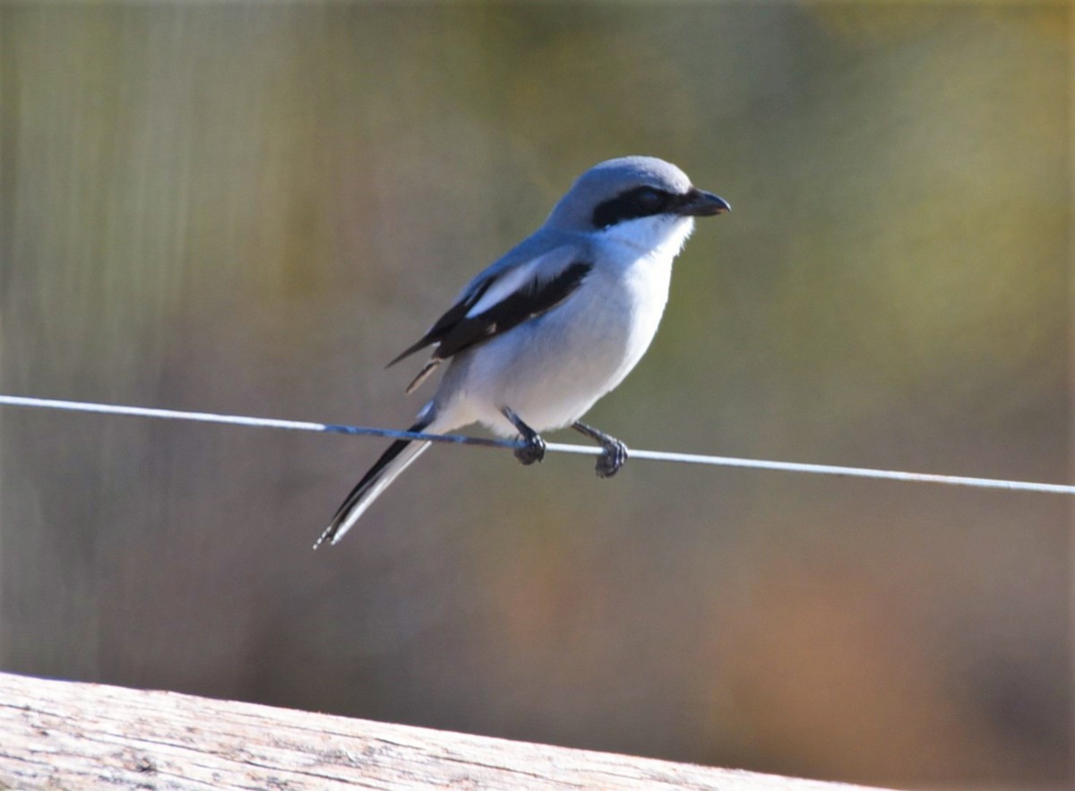Loggerhead Shrike - ML125561701