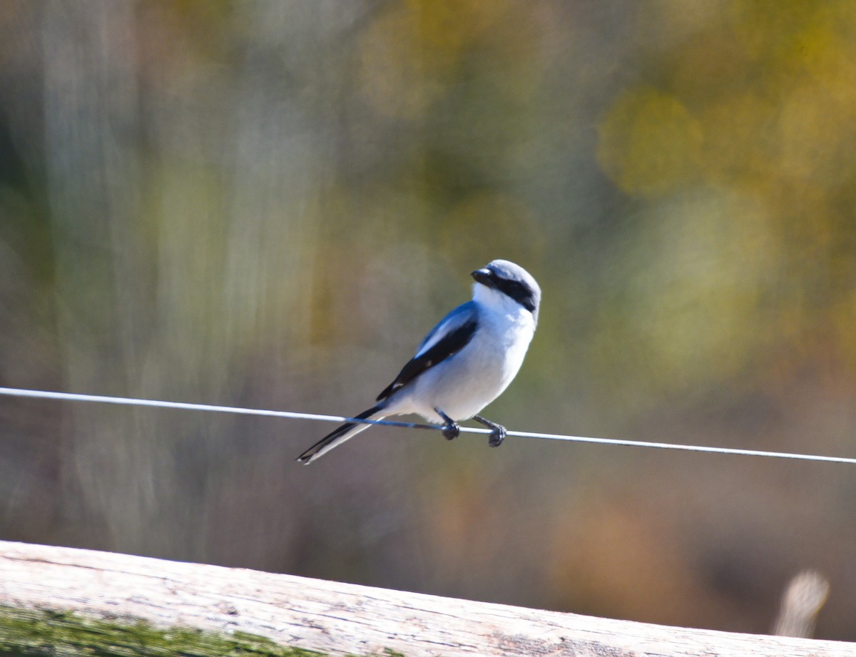 Loggerhead Shrike - ML125561721