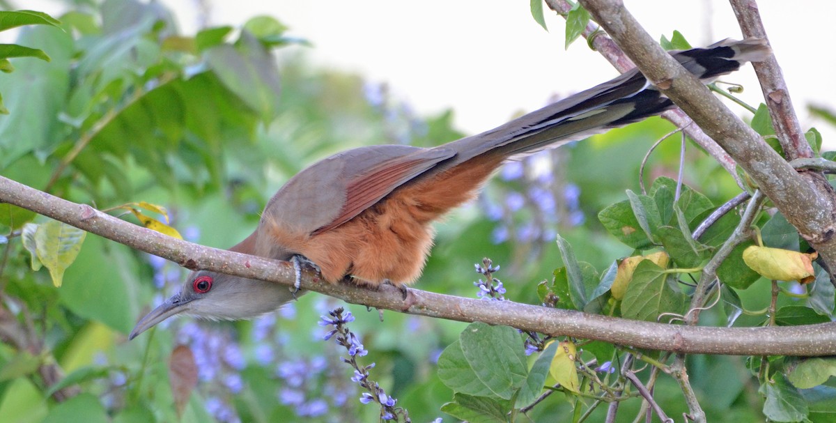 Great Lizard-Cuckoo (Cuban) - Michael J Good