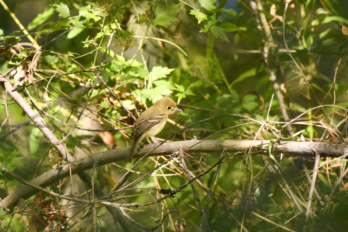 Western Flycatcher (Pacific-slope) - ML125563891