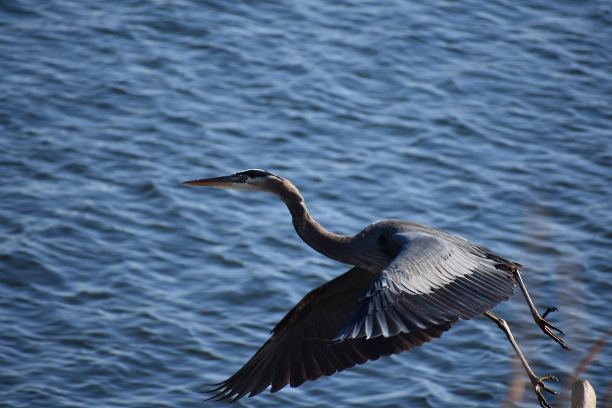 Great Blue Heron - ML125564201