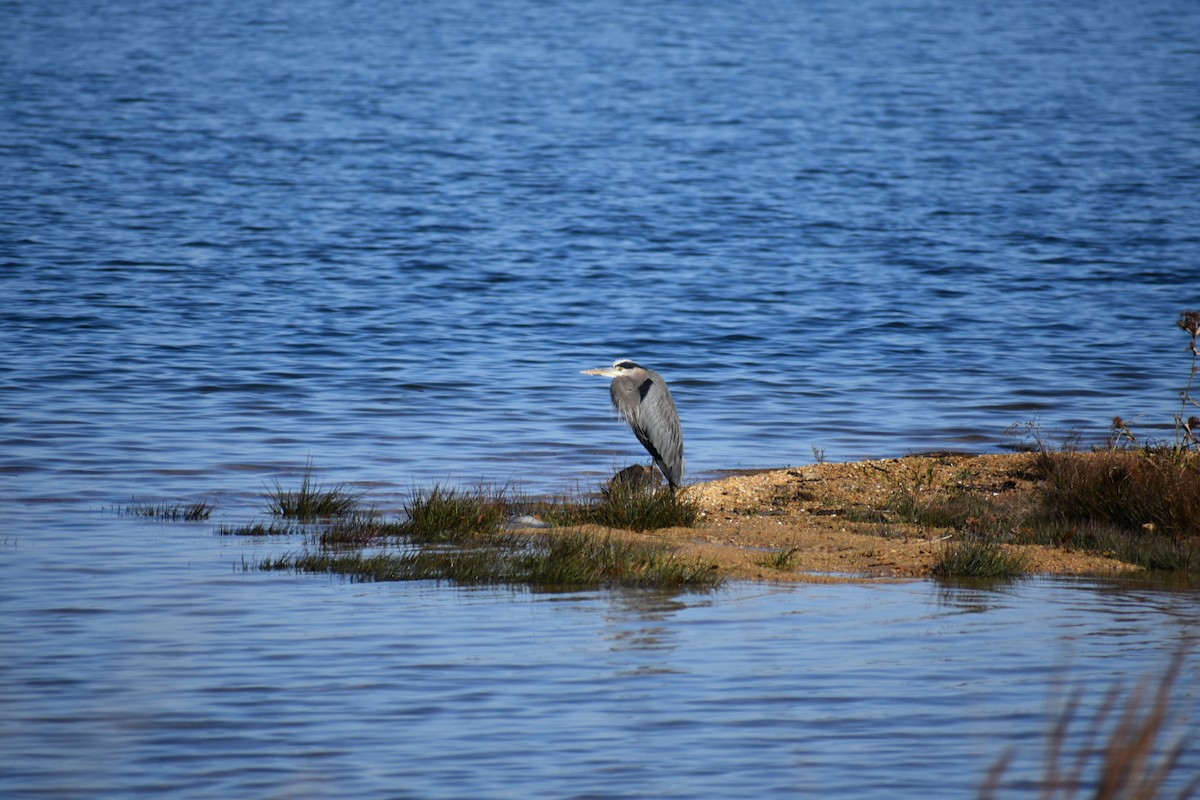 Great Blue Heron - ML125564221